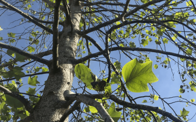 Arborist Appreciation Day – Celebrating the People Who Care for Our Trees | YGS Landscapes