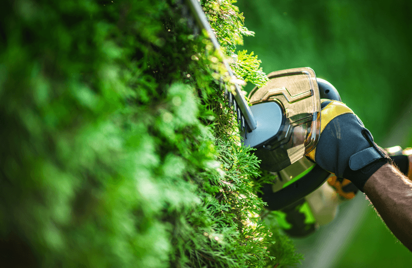 Hedge Cutting Season: Why Winter Is the Right Time to Act