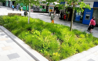 Rain Gardens & SuDS Landscaping in Plymouth