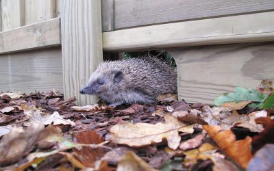 Hedgehog Highways Commercial Landscaping